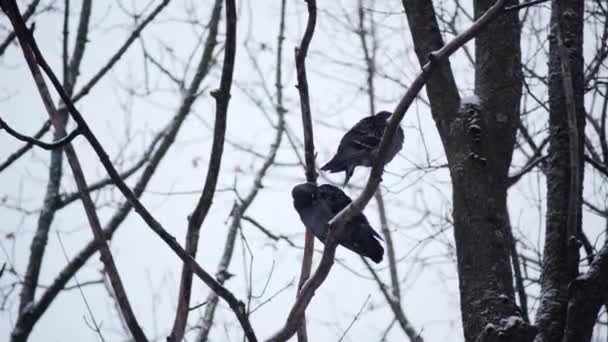 Dois pombos estão sentados em um galho na floresta de inverno. — Vídeo de Stock