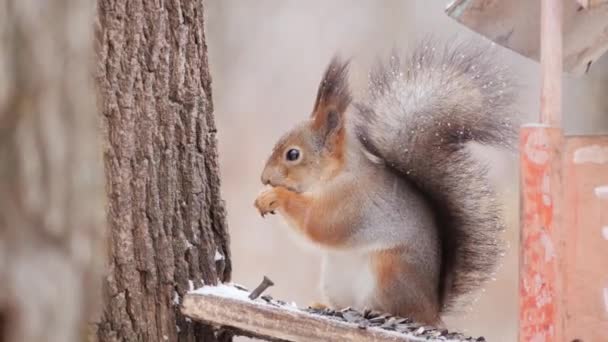 Rode eekhoorn eet een zaadje in een winterbos — Stockvideo