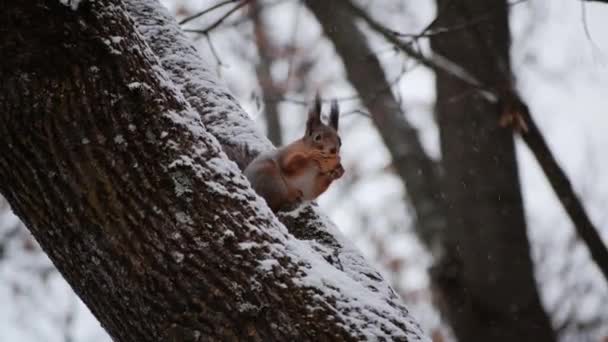 Ardilla joven esponjosa sentada en la rama del árbol en el bosque de invierno y comiendo nuez. — Vídeo de stock