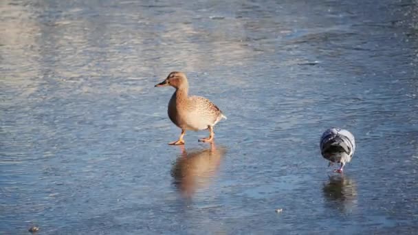 Samice kachny kráčí po zamrzlé řece v zimním slunném dni — Stock video
