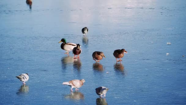 꽁꽁 얼어붙은 강에서 달리는 오리와 비둘기 — 비디오