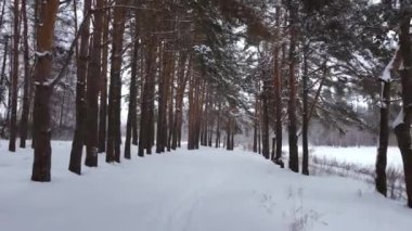 Hava görüntüsü. Kış kozalaklı orman. Çam ağaçlarının gövdeleri