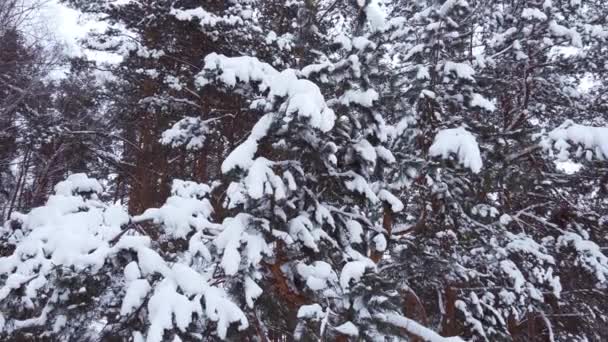 Uitzicht vanuit de lucht prachtige besneeuwde dennenbomen van een bos tijdens de winter. Sneeuwdag. — Stockvideo