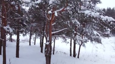 Karla kaplı çam ağacında uçan drone..