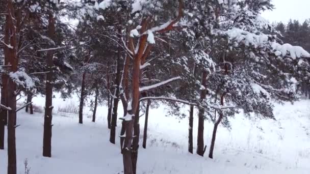 Drone che vola su pino ricoperto di neve. — Video Stock