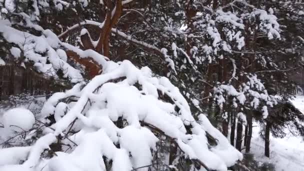 Drone vuela lejos de una rama de pino. Ramas de árboles cubiertas de nieve. — Vídeos de Stock