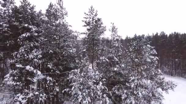 Dron létající po borovicích pokrytých sněhem. — Stock video