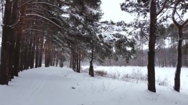 Ağaçların sütunlarının yanında alçak hava manzarası. Kışın orman ağaçlarından oluşan bir orman parkı..