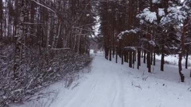 Ağaçların sütunlarının yanında alçak hava manzarası. Kışın orman ağaçlarından oluşan bir orman parkı..
