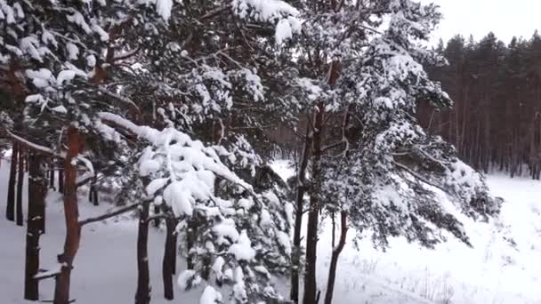 Κηφήνας πετά στα καλυμμένα με χιόνι κλαδιά ενός πεύκου. — Αρχείο Βίντεο
