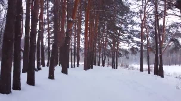 Rückwärtsfliegen im Winterkiefernwald. — Stockvideo