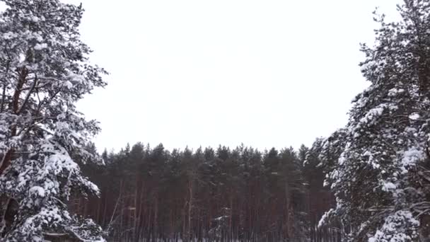 Drone vuela más allá de dos pinos cubiertos de nieve contra el fondo de un bosque de pinos. — Vídeos de Stock