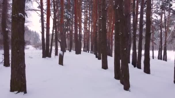 Vista aérea. Bosque de coníferas de invierno. Troncos de pinos — Vídeos de Stock