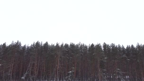 Drone vuela de vuelta en el bosque entre los árboles. — Vídeo de stock