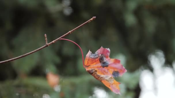 Solitaria hoja de otoño colorido se balancea en una rama de árbol — Vídeo de stock