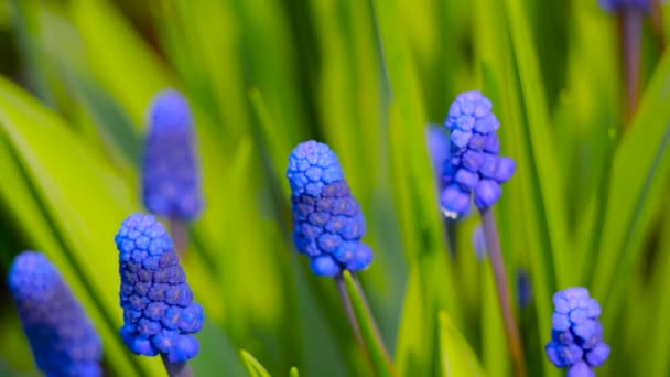 Muscari Arménec. Zavřít modré a fialové květy na zeleném travnatém pozadí. — Stock video