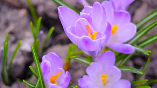 Hermosos cocodrilos violetas crecen en el prado. Primavera temprana flores de cerca. — Vídeo de stock