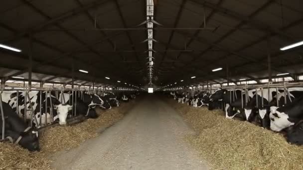 Sok tehén a tejelő homályban. — Stock videók