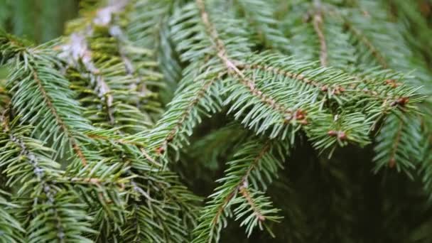 Flauschiger grüner Zweig des Weihnachtsbaums mit scharfen Nadeln. — Stockvideo