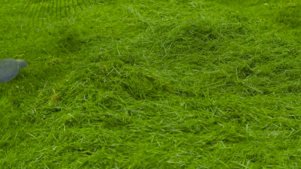 Man oogsten vers gemaaid groen gras. — Stockvideo