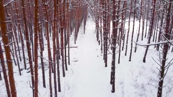Langsames Luftbild, das sich vom verschneiten, baumbestandenen Wald entfernt. Kiefern — Stockvideo
