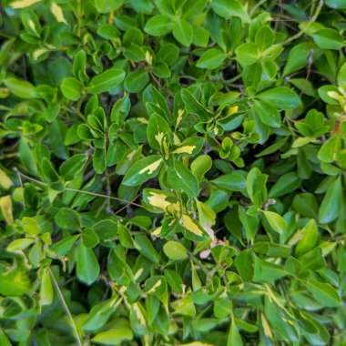 A vibrant close-up of a lush Euonymus bush, showcasing its dense, variegated leaves. The rich green foliage is accented with bright yellow patterns, creating a beautiful natural texture perfect for backgrounds related to gardening, nature, ecology