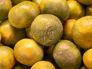 A full frame, close-up shot of a large pile of fresh green and yellow tangerines. The natural, textured skin of the citrus fruits creates an vibrant background for concepts related to healthy eating, vitamins, and organic produce.