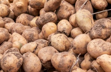 Bir yığın taze kazılmış patatesin yakın plan çekimi. Çiğ, yıkanmamış keresteler zengin toprakla kaplıdır. Organik doğalarını ve son hasadı vurgularlar. Bu görüntü harika bir gıda ya da tarım geçmişi oluşturuyor..