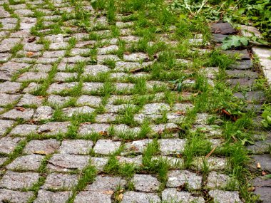 Gri granit kaldırımlar arasında filizlenen yeşil çimlerin ve otların olduğu eski bir kaldırım taşının yakın çekimi. Bu görüntü doğanın gücünü, inatçılığını ve aşırı gelişmiş ya da tarihi yerlerin güzelliğini temsil ediyor..