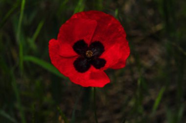 Tek bir kırmızı gelincik çiçeğinin çarpıcı yakın çekimi. Hassas taç yaprakları, alanın koyu, bulanık yeşil zeminine karşı güzelce tezat oluşturuyor. Merkezde kendine özgü siyah bir desen var, doğal güzelliğine ekleniyor..