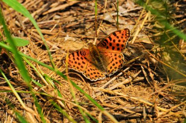 Siyah lekeli canlı turuncu bir kelebeğin yakın plan makro görüntüsü. Böcek, kanatları kurak topraklara yayılmış, yeşil ve kahverengi çimenlerin arasında dinleniyor, güneşin altında güneşleniyor..