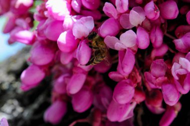 Bir makro detay çekimi, yoğun bir pembe tomurcuk kümesinden özenle nektar toplayan bir bal arısını yakalar. Çiçekler, güneşli bir bahar gününde ağaç kabuğundan çiçek açar. Bu, tozlaşma sürecinin hayati önemini gösterir..
