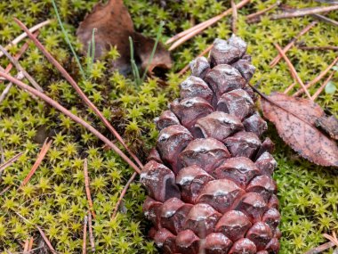 Canlı yeşil bir yosun halı üzerinde uzanan kahverengi bir kozalağın detaylı bir yakın çekimi. Kuru çam iğneleri ve sonbahar yaprakları etrafa saçılmış, zengin bir doku ve doğal bir manzara yaratıyor..