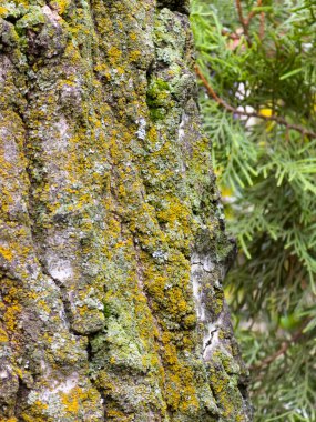 Eski bir ağaç gövdesinin detaylı makro görüntüsü. Kaba, çatlak kabuk canlı sarı ve yeşil yosun ile kaplıdır ve zengin bir doğal desen oluşturur. Arka planda, yumuşak-odaklı yemyeşil yeşillik bir dokunuş ekler..