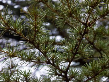 Bir kozalaklı ağaç dalının detaylı bir makro fotoğrafı, muhtemelen bir sedir ya da çam ağacı. Keskin yeşil iğneler odak noktasında, ormanın yumuşak, bulanık arka planıyla çelişerek, sakin bir doğal doku yaratıyor..