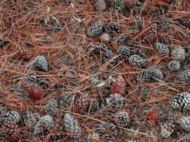 Kuru çam iğneleri ve dağınık çam kozalaklarıyla kaplı doğal orman zemininin yukarıdan görünüşü. Bu dokulu arka plan bir sonbahar ormanlık sahnesini çağrıştırıyor, doğa temalı tasarımlar, duvar kağıtları, sonbahar, kış gibi mevsimsel kavramlar için mükemmel.