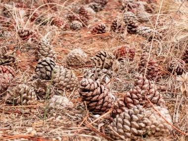 Bir ormanın kuru zeminine saçılmış sayısız kozalağın yakın görüntüsü. Sahne konilerden, kuru çam iğnelerinden ve seyrek otlardan gelen doğal dokularla dolu, kırsal ve sonbahar arkaplanı oluşturuyor..