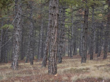 Bulutlu bir günde yoğun ve vahşi bir çam ormanına bir manzara. Uzun, düz ağaç gövdeleri ve desenli gri kabukları birbirine yakın duruyor. Orman zemini kuru kahverengi çimenler ve düşen iğnelerle kaplı. Doğal ve evcilleştirilmemiş bir atmosfer yaratıyor..
