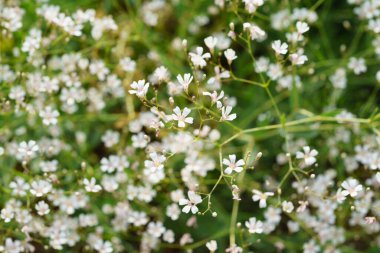 Genellikle Bebek Nefesi olarak bilinen narin beyaz çingene çiçeklerine yakından bakın. Açık havada büyüyen bir kümede yetişiyor. Küçük çiçekler ince pembe merkezlere sahiptirler ve bulanık yeşil bir arka plana karşıdırlar..