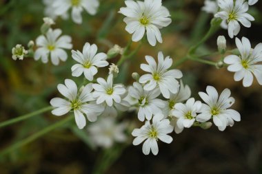 Stellaria holostea olarak da bilinen zarif beyaz daha büyük dikişotu çiçekleri kümesi açık havada çiçek açar. Küçük, çentik yaprakları yeşil yaprakların yumuşak, bulanık arka planına vurgulanır..