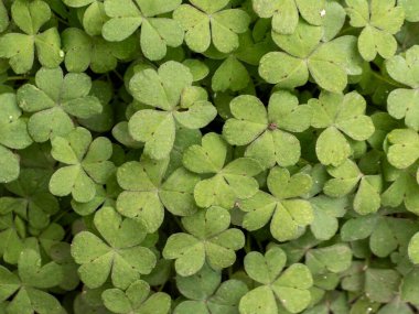 Açık havada yetişen taze yeşil yonca yapraklarının yakın görüntüsü. Üç yapraklı bitkiler, şanslı temalar ve bahar tasarımları için uygun yoğun bir doğal doku ve desen oluştururlar..