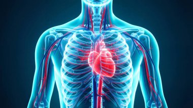 Dolaşım Sistemi ve Kalp Görselleştirmesi Olan İnsan Vücudu