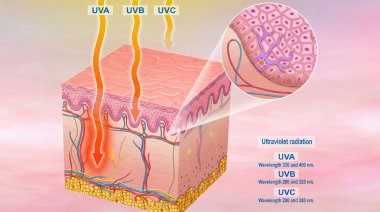 Görselleştirme UV Radyasyon Efektleri Cilt Katmanları ve Hücreleri Üzerinde