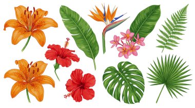 Turuncu zambaklar, kırmızı amber, tesisatçılık, cennet kuşu ve canavar ve palmiye gibi çeşitli yeşil yapraklardan oluşan detaylı tropikal bitki çizimleri..