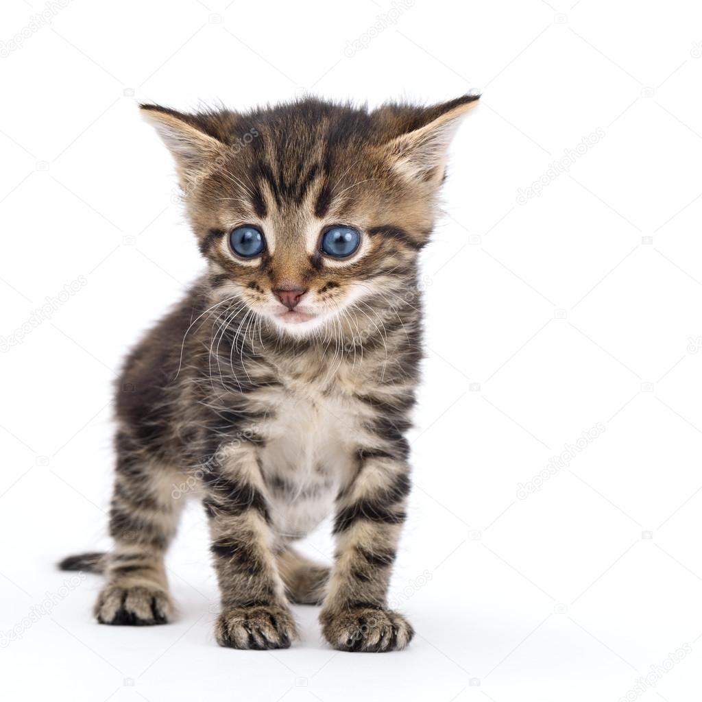 grey and black striped kitten