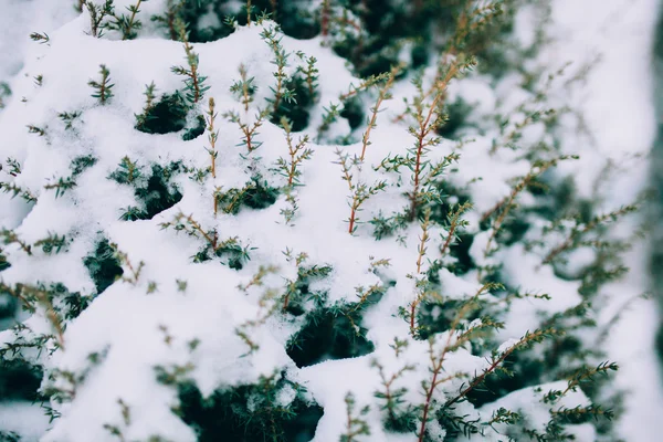 Ветви под снегом — стоковое фото