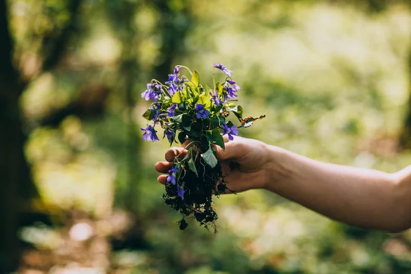 Flores de violetas na mão — Fotografia de Stock