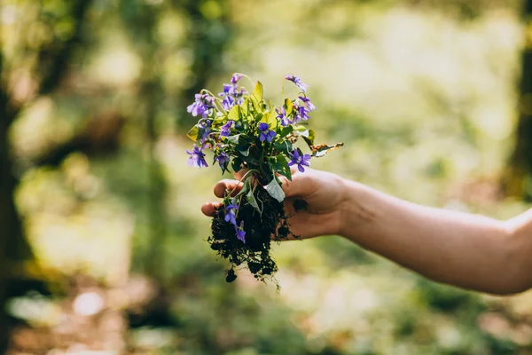 Violetta blommor i handen — Stockfoto