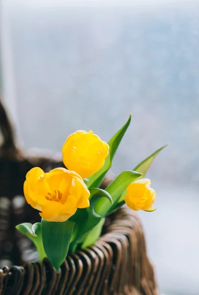 Tulipanes amarillos sobre un fondo borroso y lluvioso — Foto de Stock