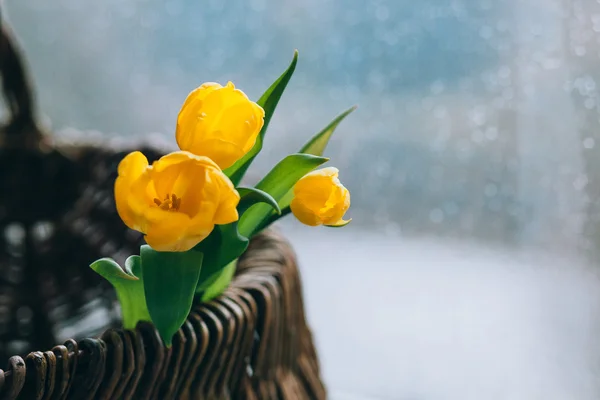 Gele tulpen op een onscherpe regenachtige achtergrond — Stockfoto